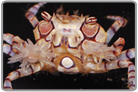 Pom Pom Crab